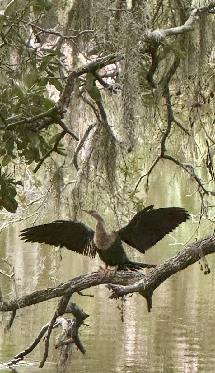 Anhinga - ML647149777
