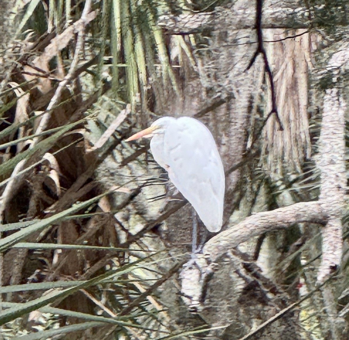 White Ibis - ML647149788