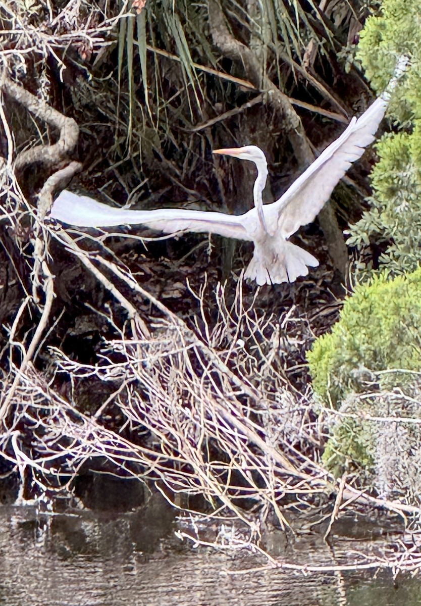 White Ibis - ML647149789