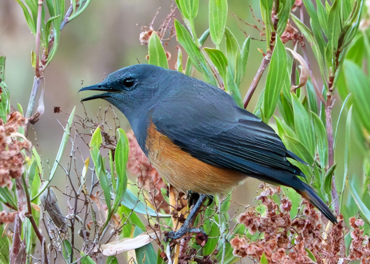 Little Rock-Thrush - ML647149800