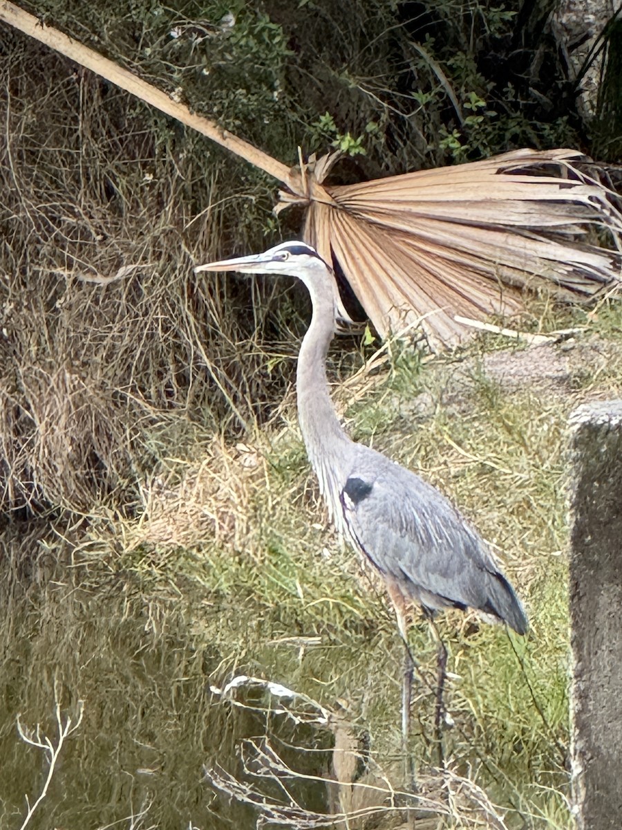 Great Blue Heron - ML647149810