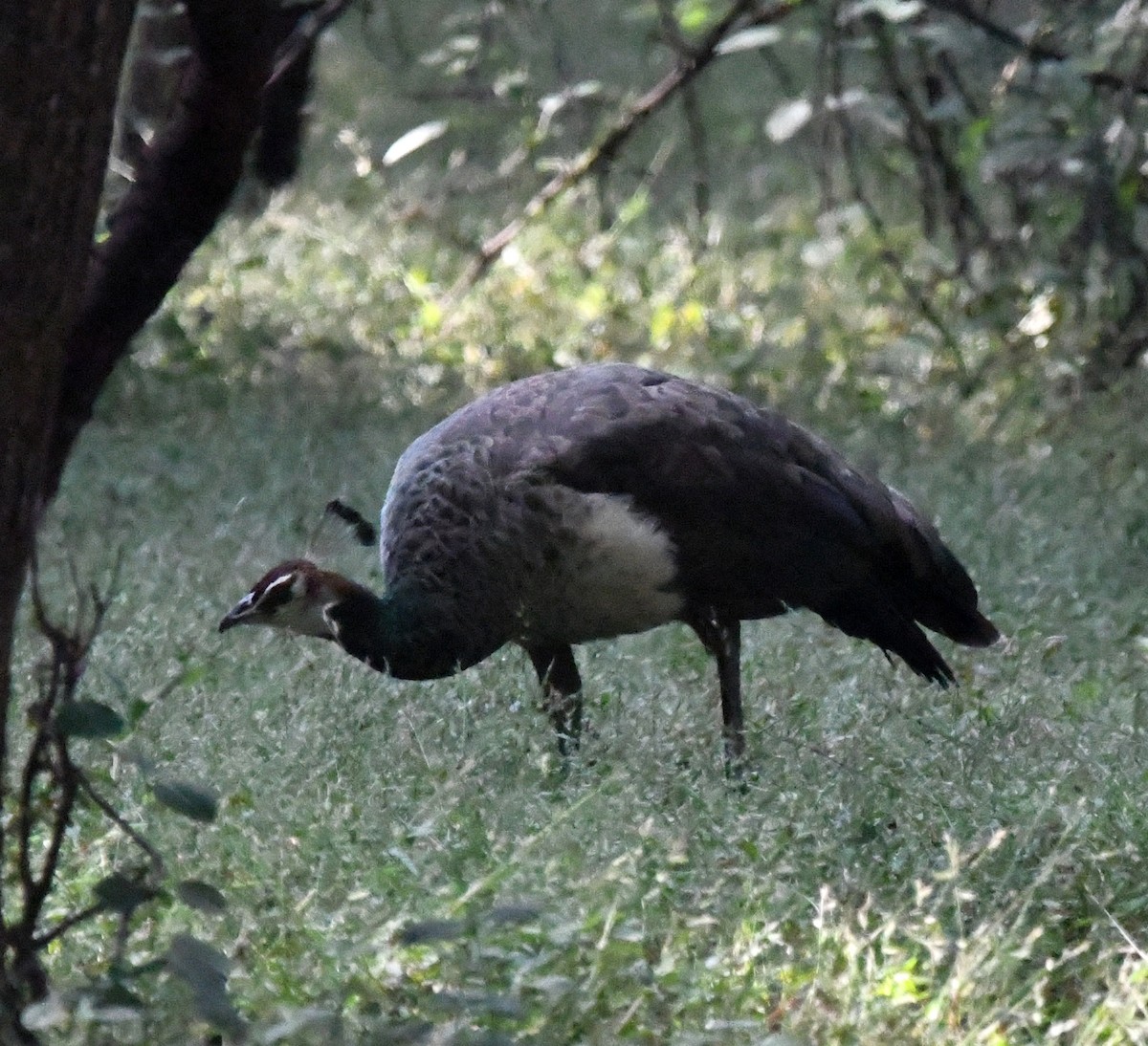 藍孔雀 - ML647149811