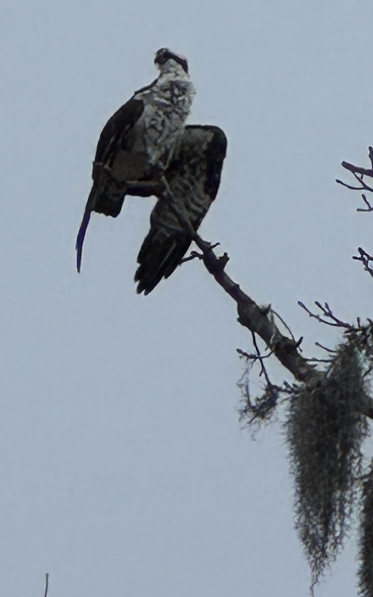 Osprey - ML647149820