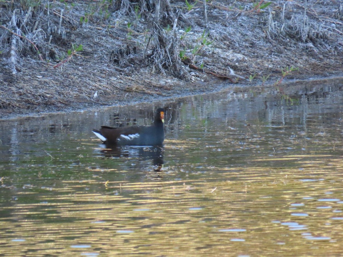 Uroilo amerikarra - ML647149830