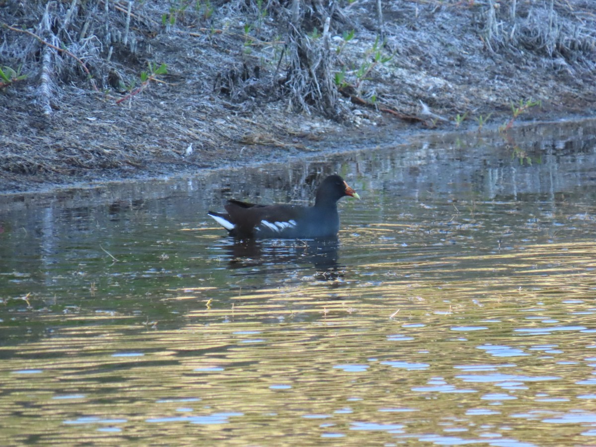 Uroilo amerikarra - ML647149831