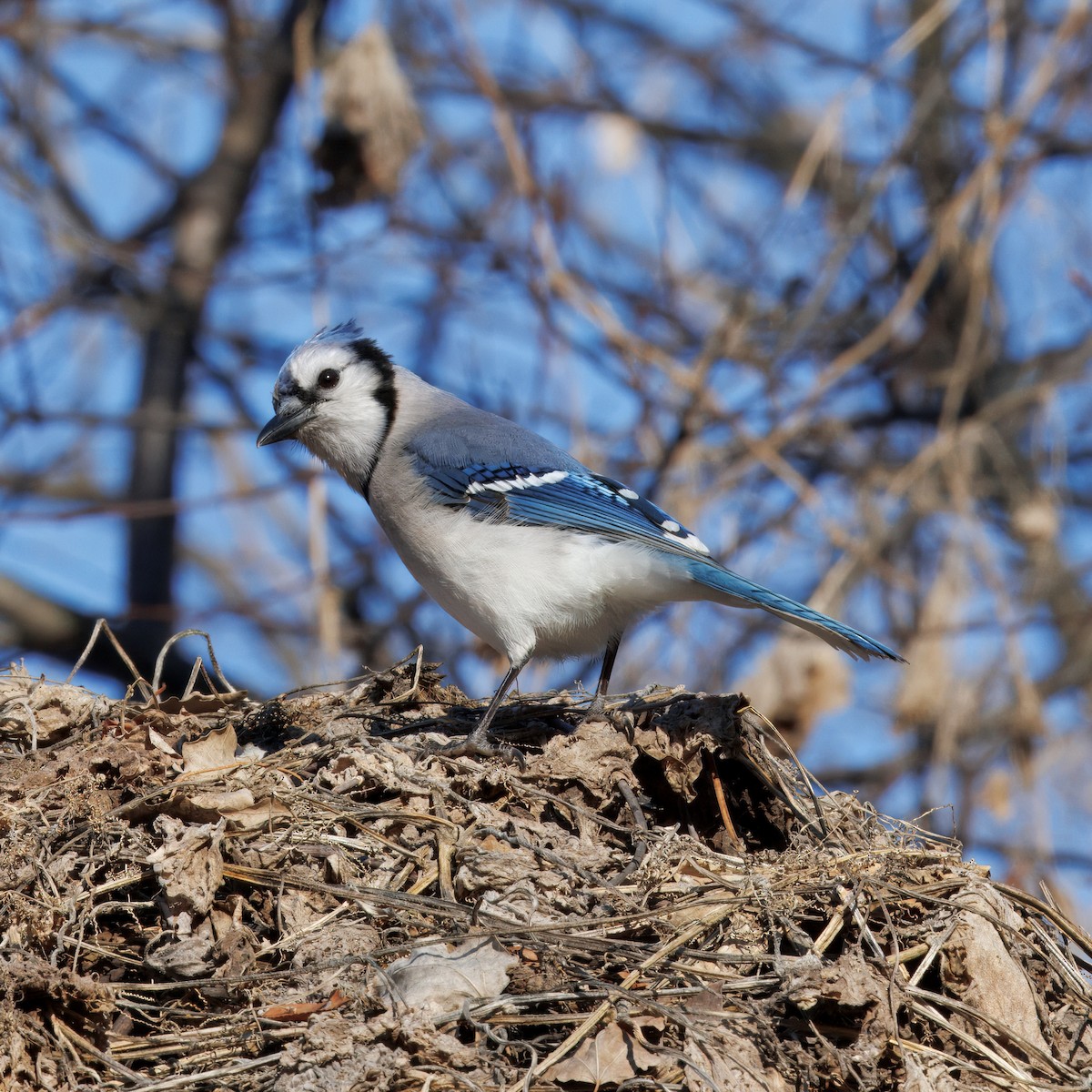 Сизойка блакитна - ML647149834