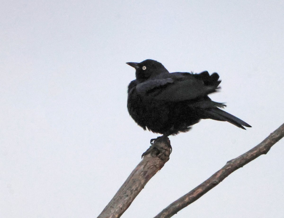 Brewer Karatavuğu - ML647149835