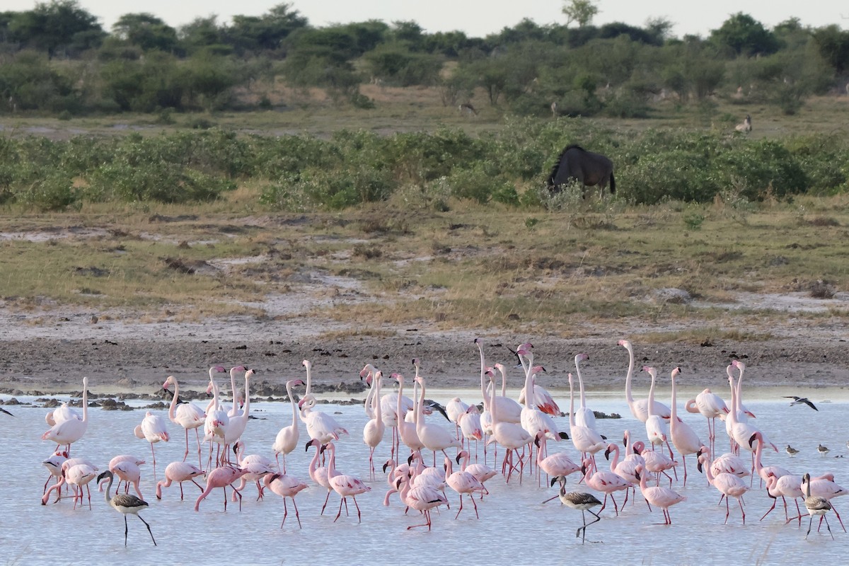 Flamant nain - ML647149842