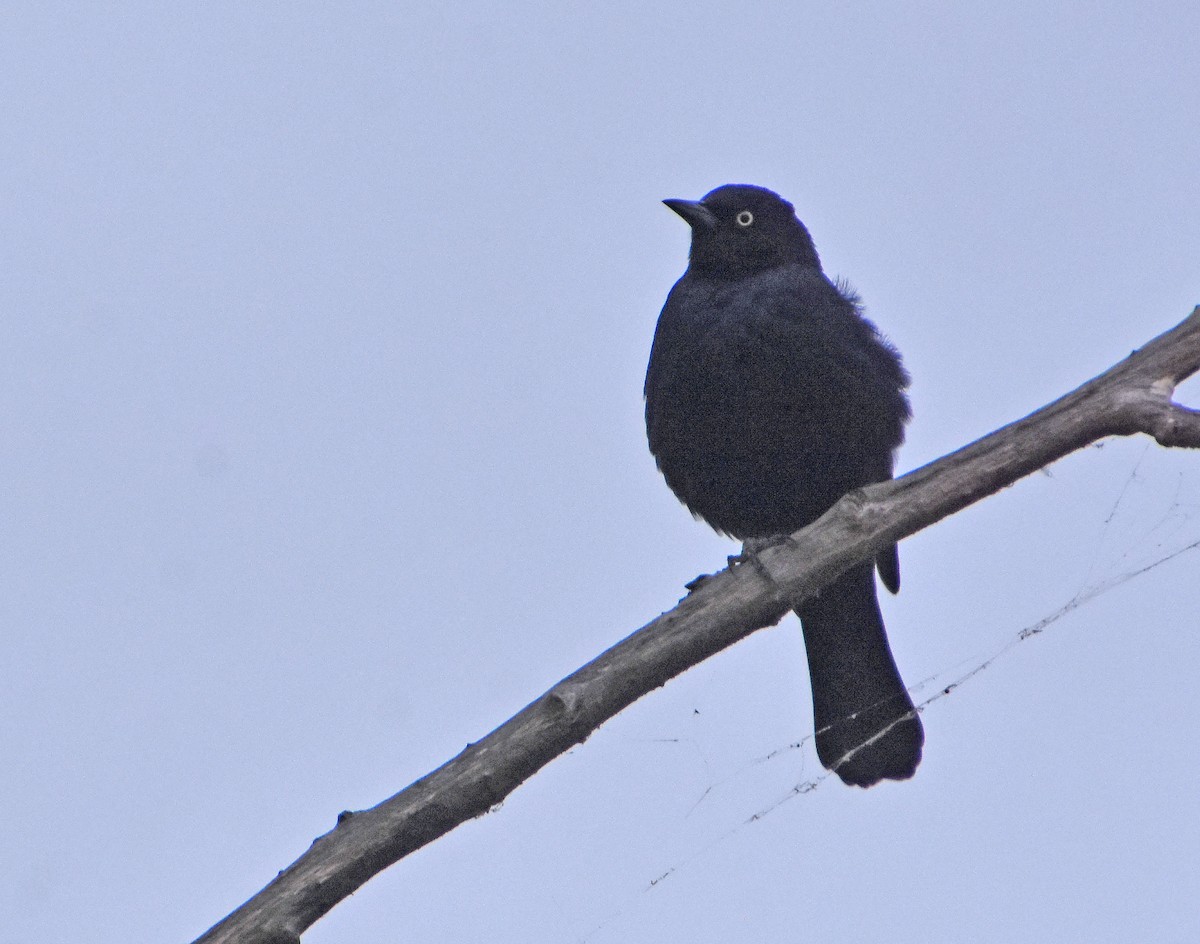 Brewer Karatavuğu - ML647149844