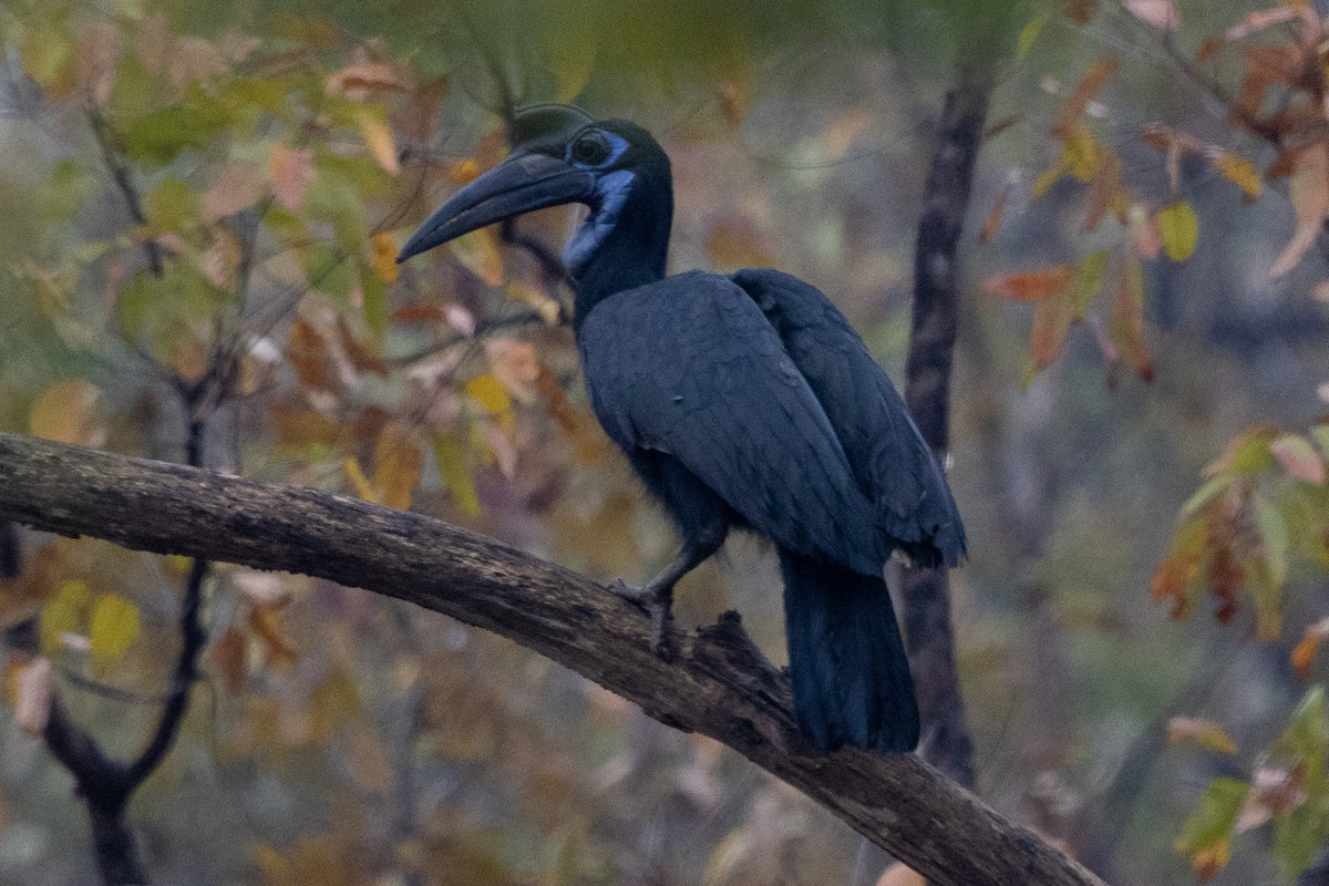 Abyssinian Ground-Hornbill - ML647149853