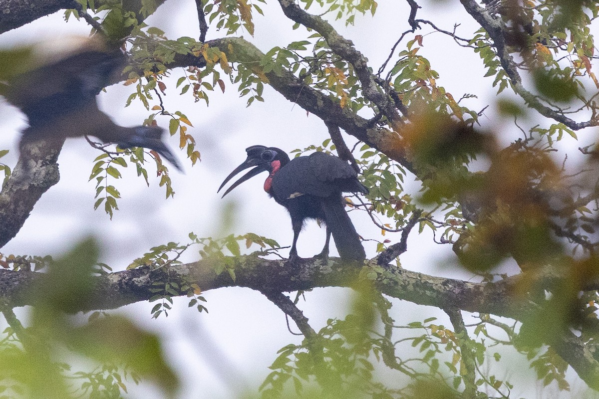 Abyssinian Ground-Hornbill - ML647149855