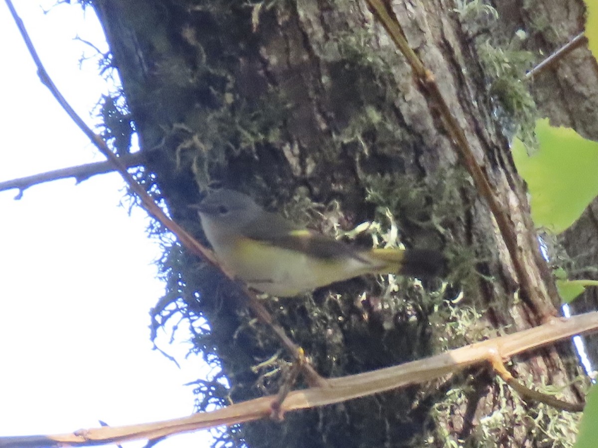 Горихвостковая древесница - ML647149857