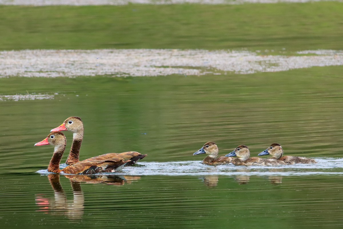 Black-bellied Whistling-Duck - ML647149873