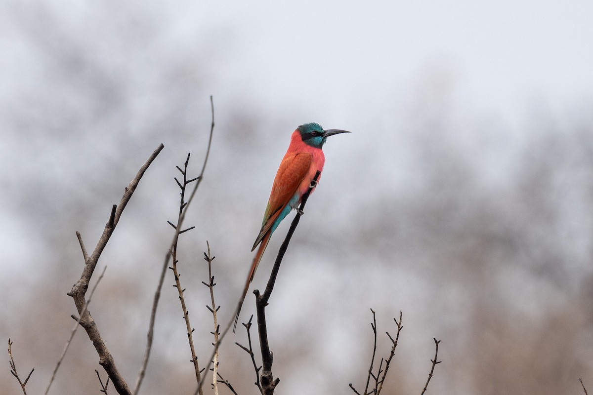 Northern Carmine Bee-eater - ML647149874