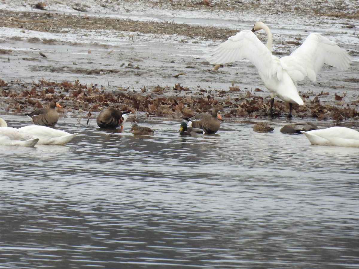 husa běločelá - ML647149875