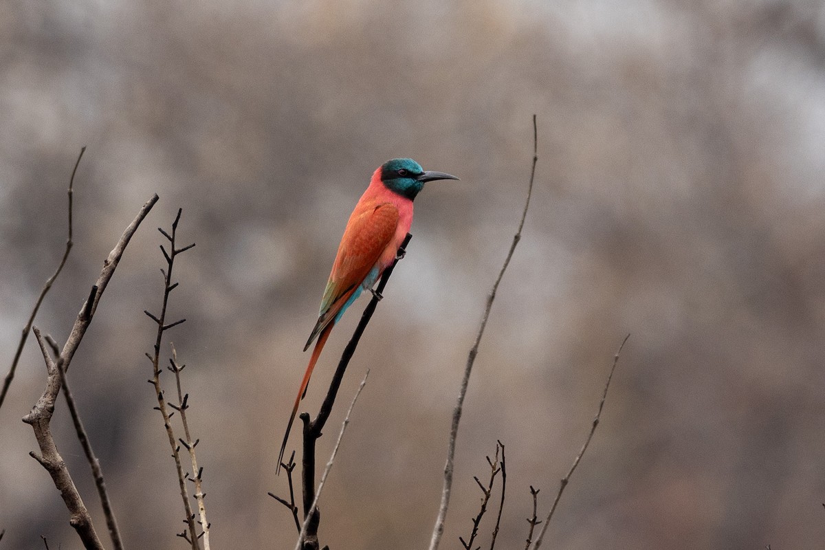 Northern Carmine Bee-eater - ML647149876