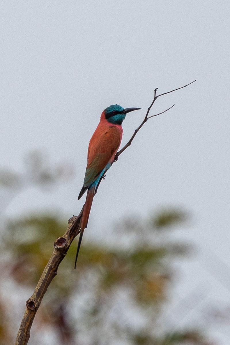 Northern Carmine Bee-eater - ML647149879