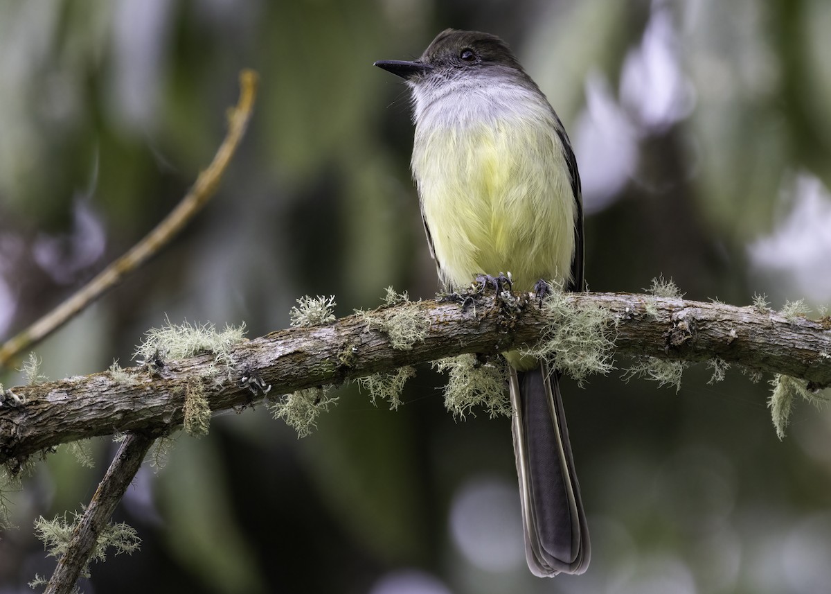 Pale-edged Flycatcher - ML647149884