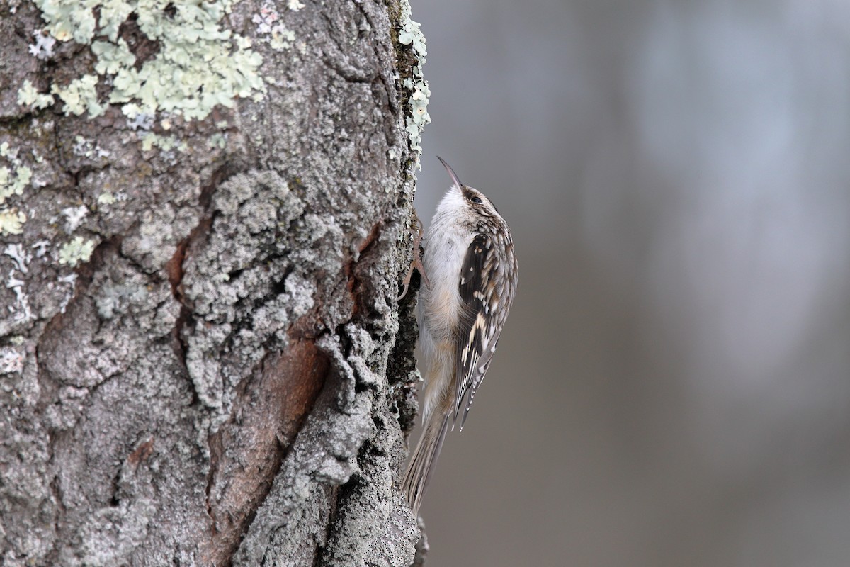 Brown Creeper - ML647149886