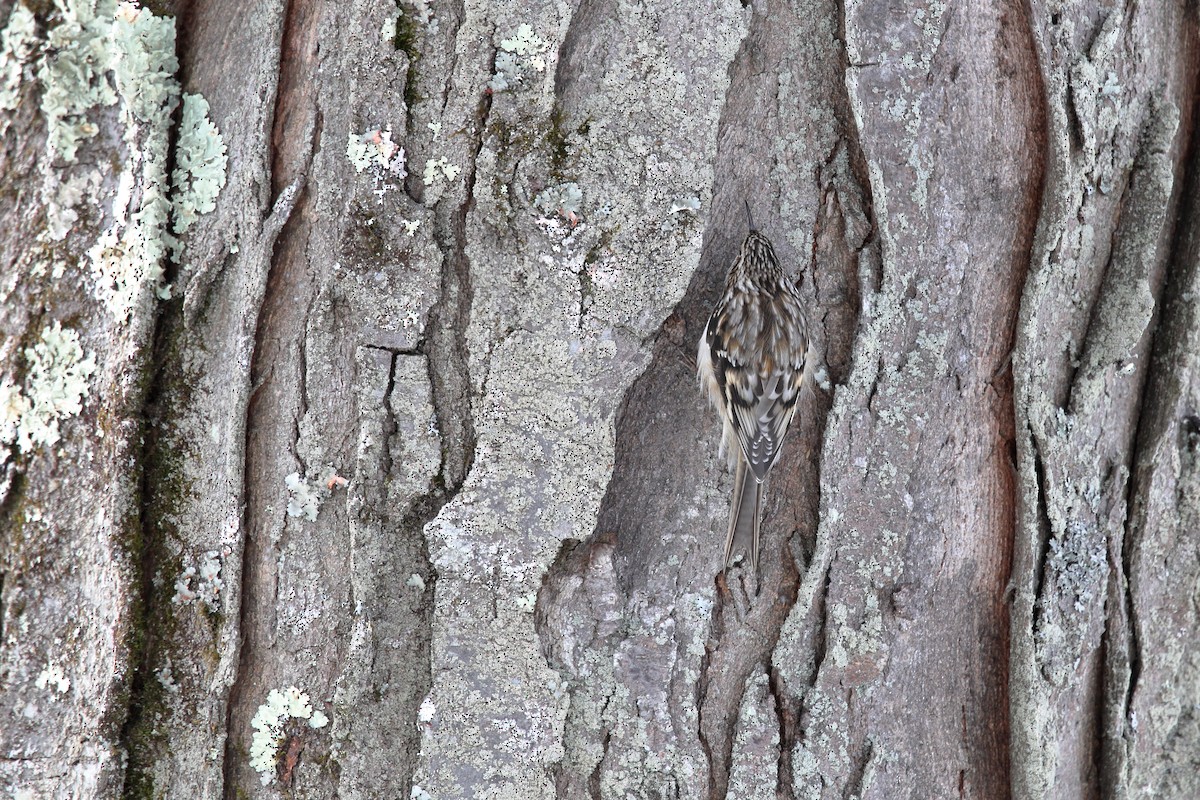 Brown Creeper - ML647149887