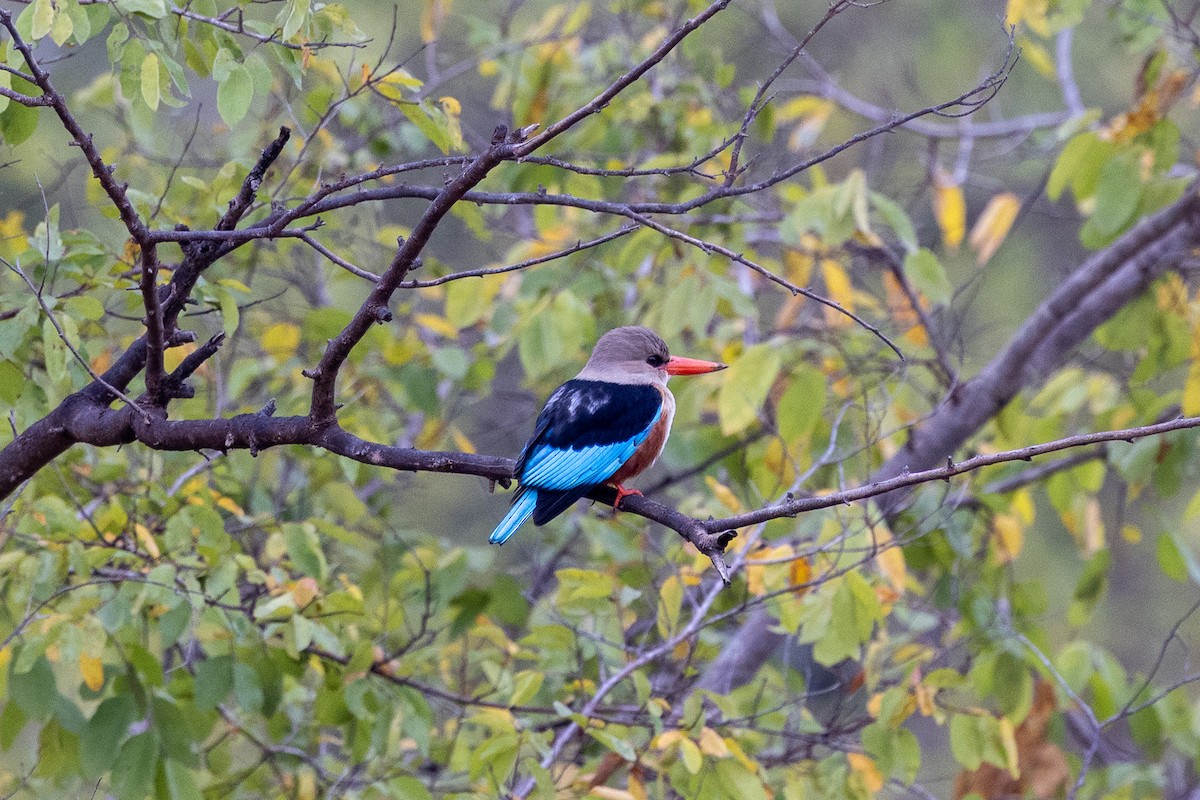 Martin-chasseur à tête grise - ML647149888