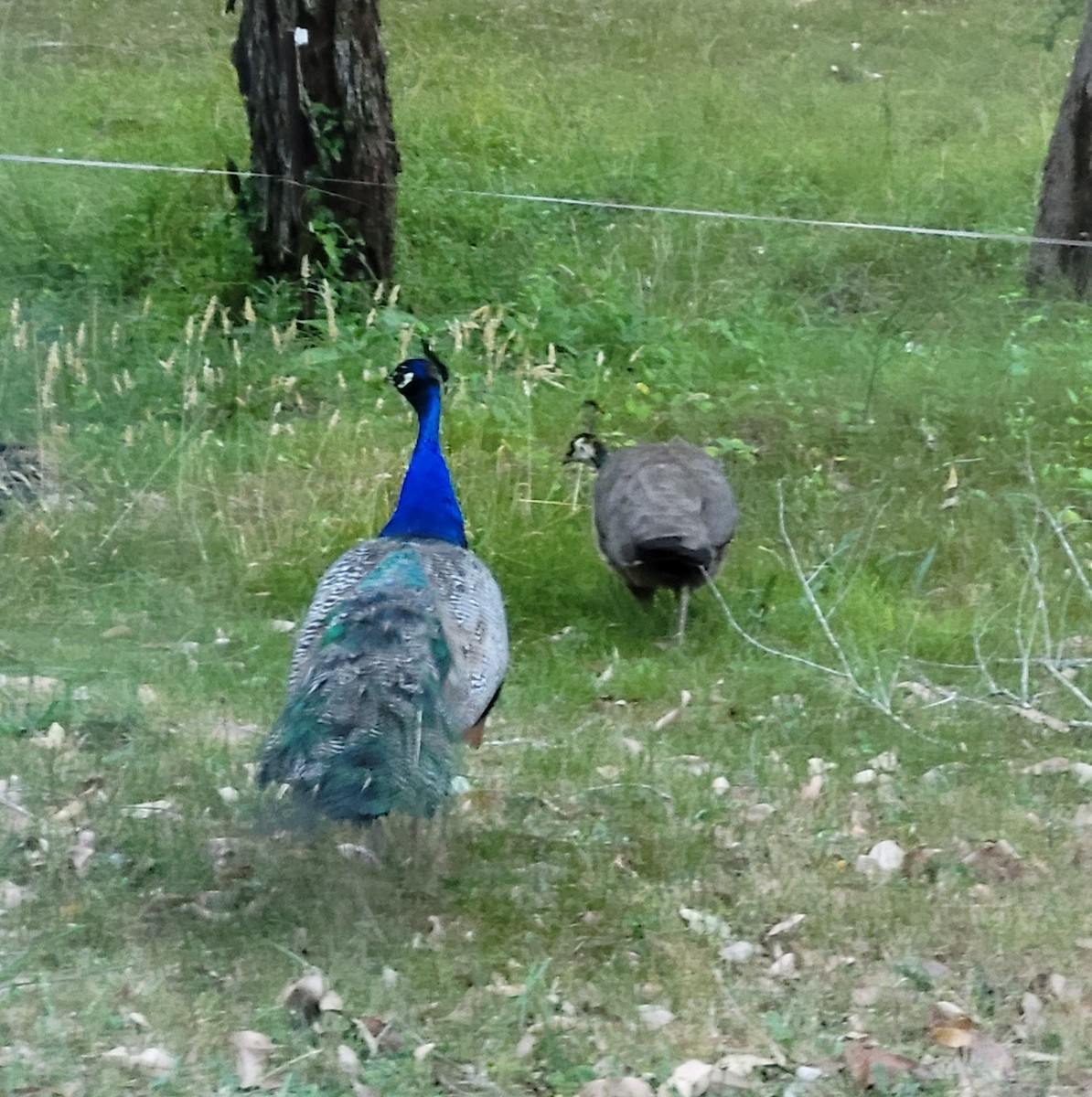 藍孔雀(馴化) - ML647149890