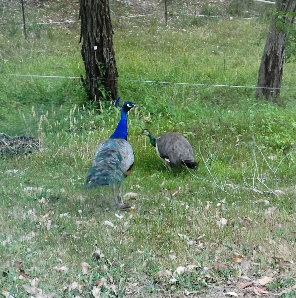 藍孔雀(馴化) - ML647149891