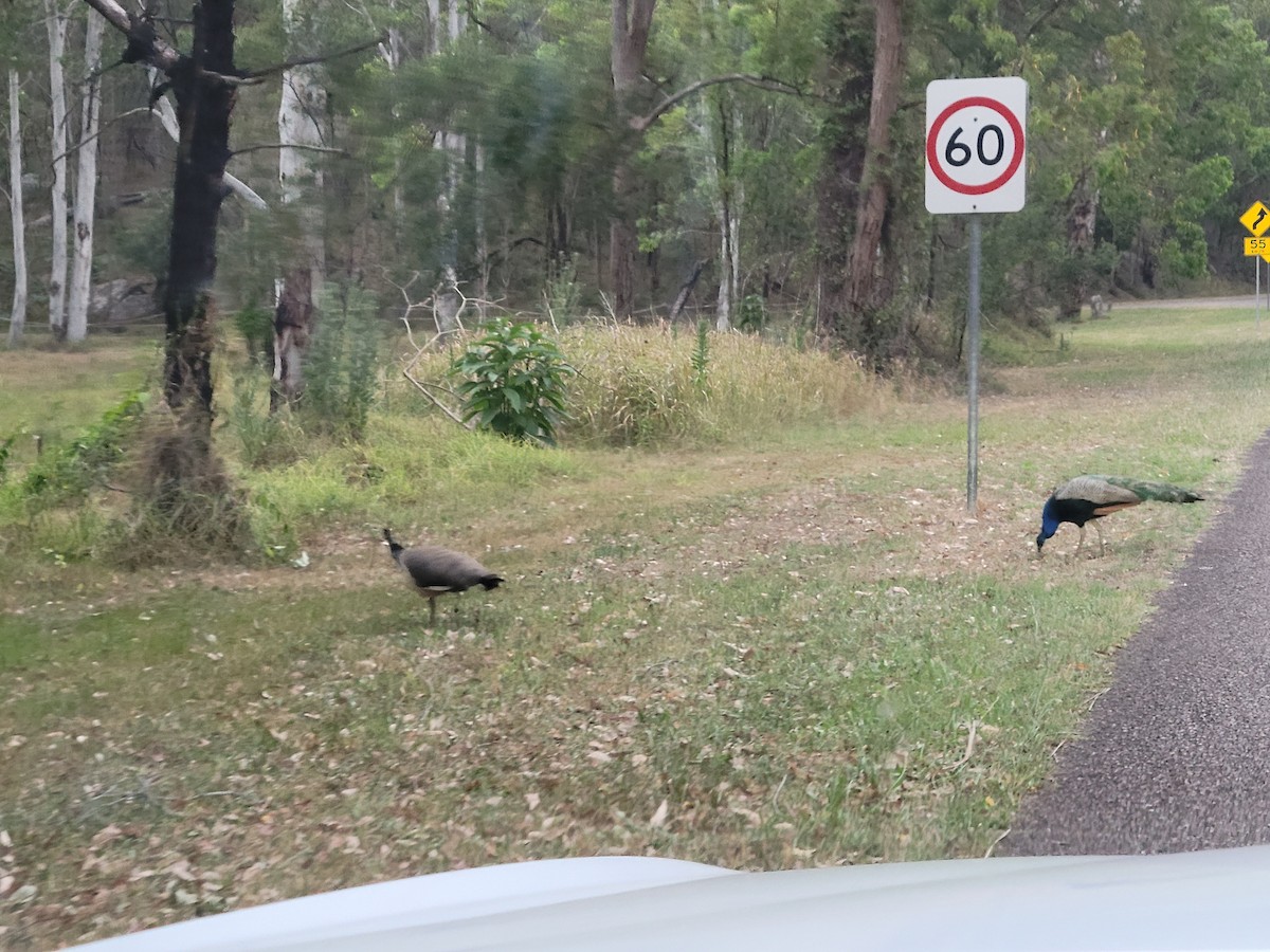 藍孔雀(馴化) - ML647149892