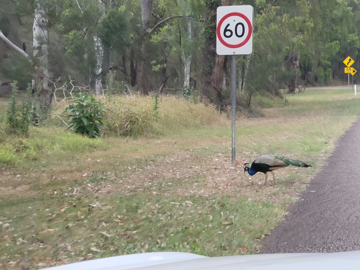 藍孔雀(馴化) - ML647149893