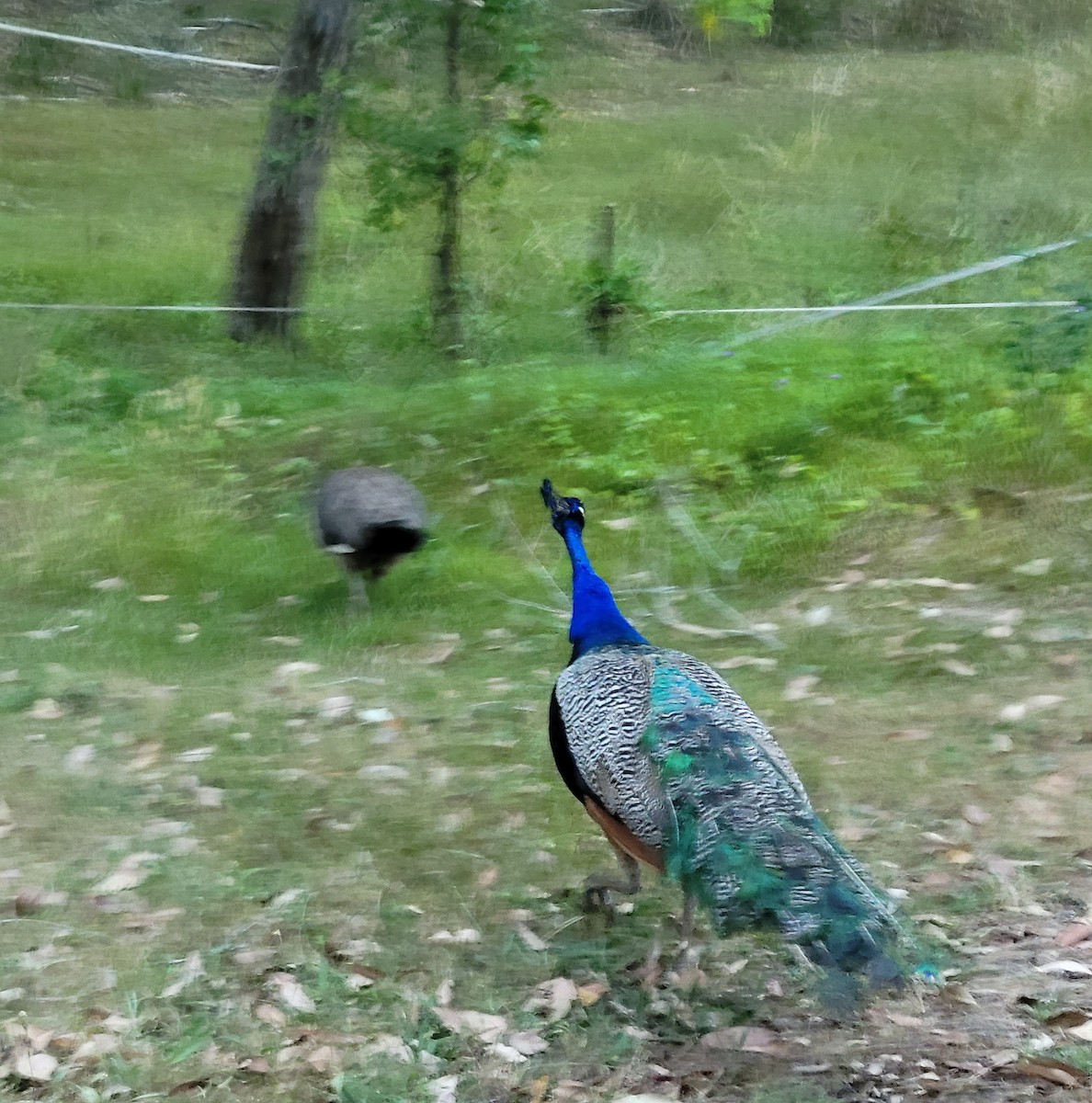 藍孔雀(馴化) - ML647149894