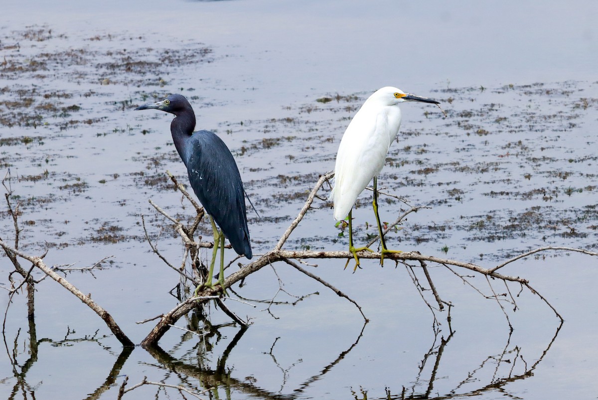 Little Blue Heron - ML647149904