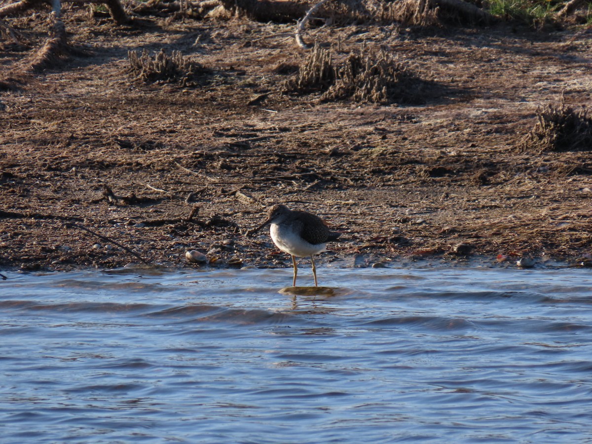 Greater Yellowlegs - ML647149907