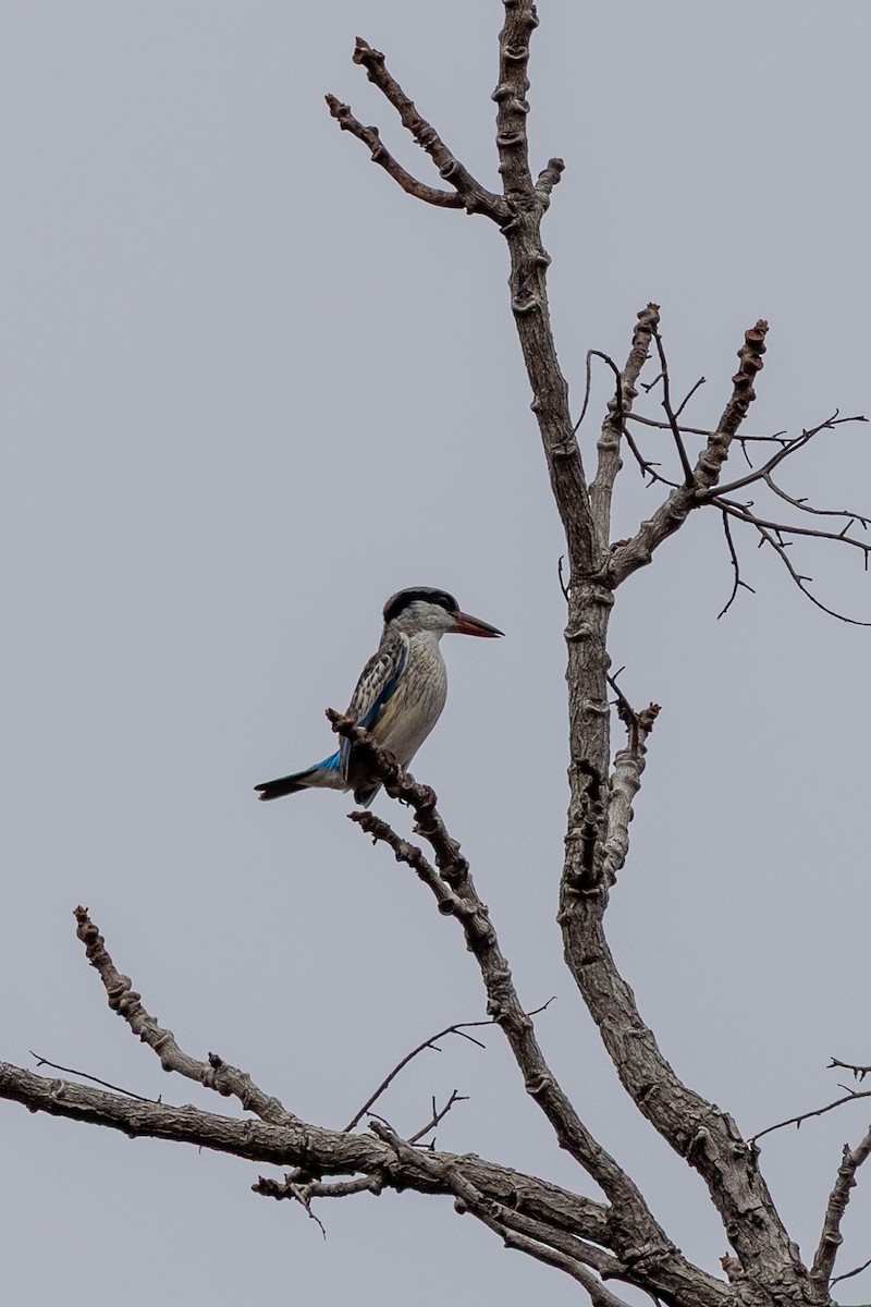 Striped Kingfisher - ML647149923