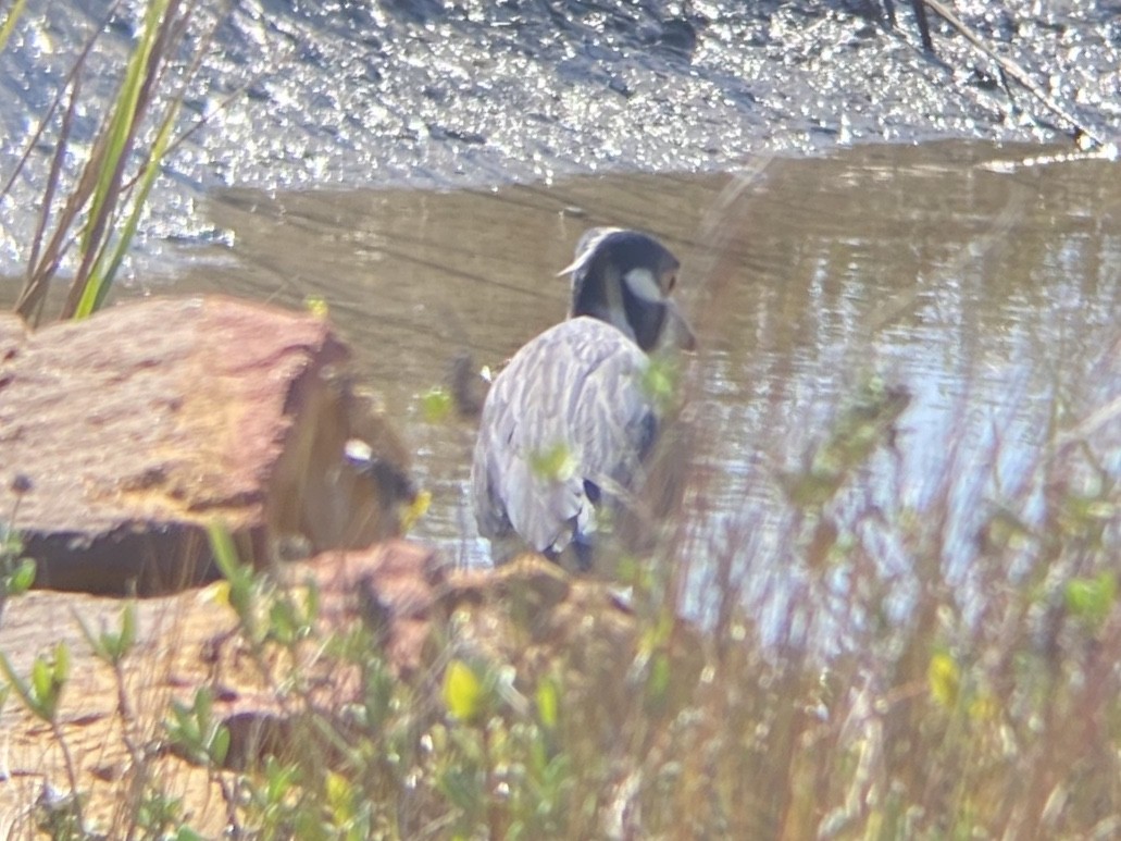 אנפת לילה צהובת-כיפה - ML647149924