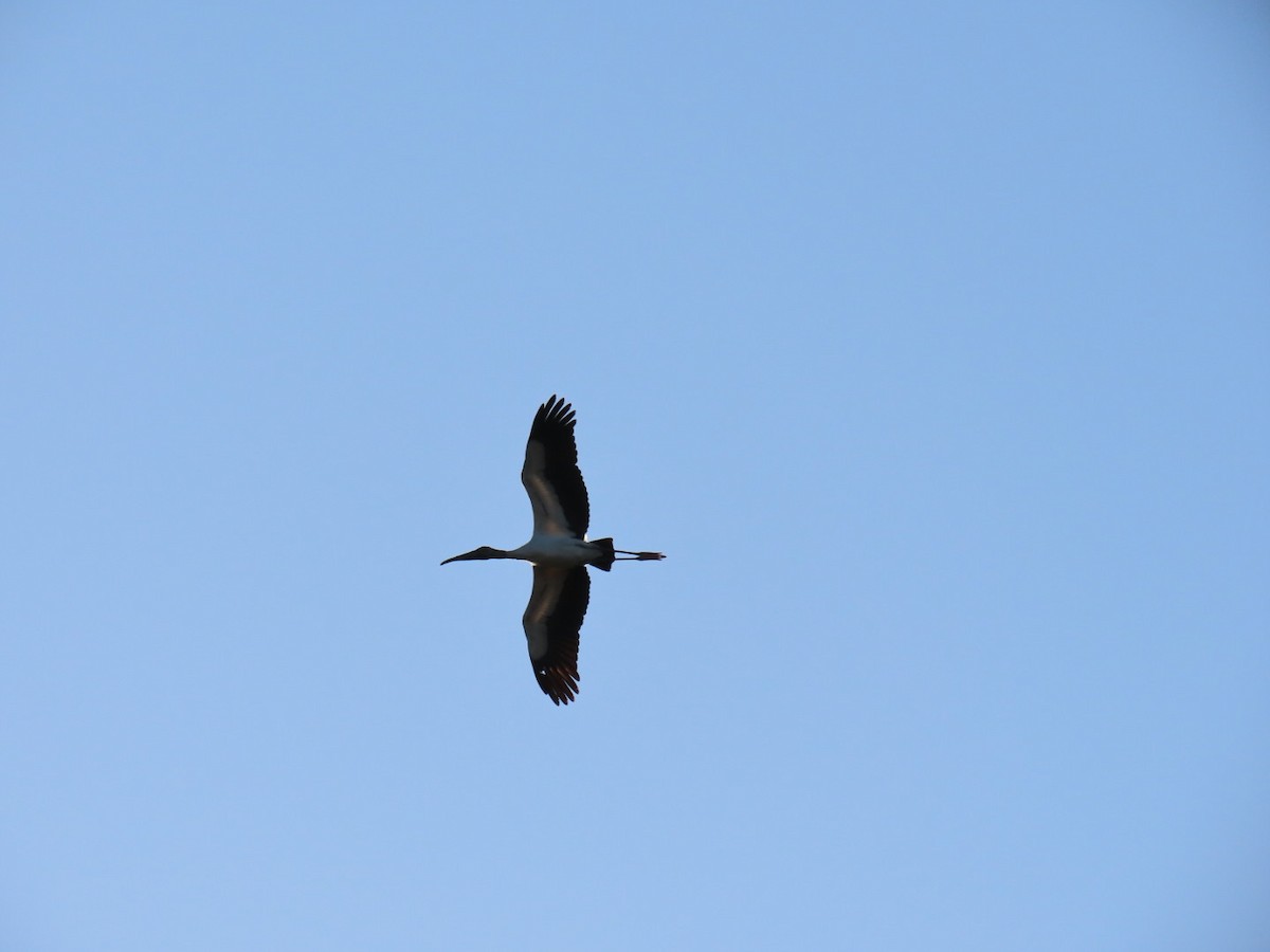 Wood Stork - ML647149926