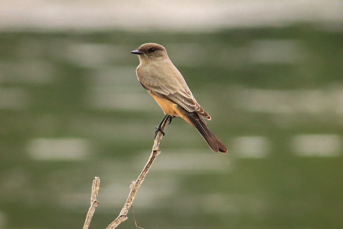 Say's Phoebe - ML647149931