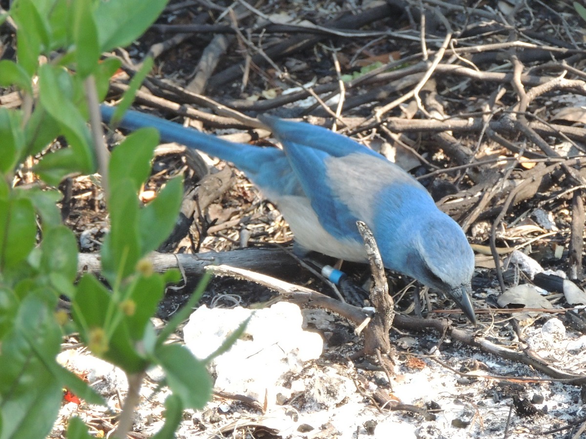 Geai à gorge blanche - ML647149933