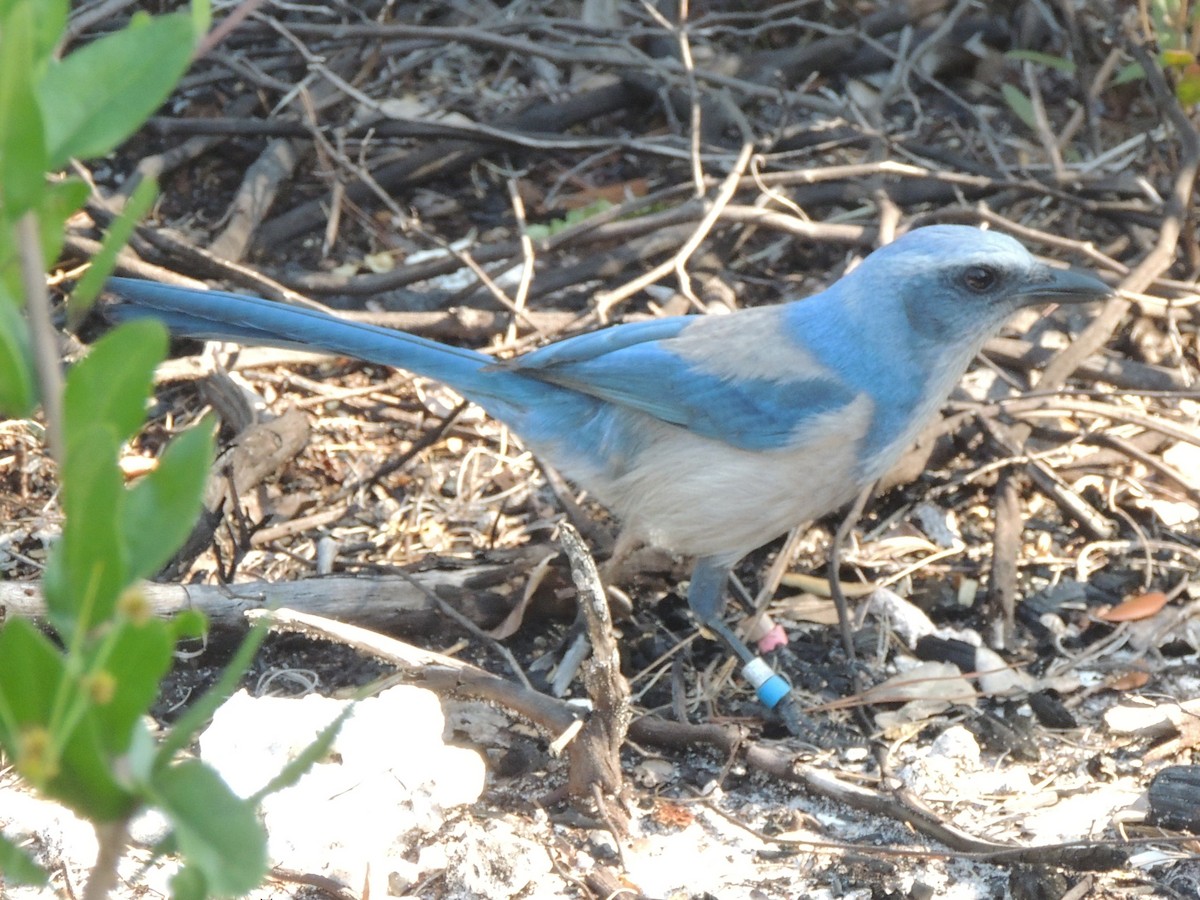 Geai à gorge blanche - ML647149934