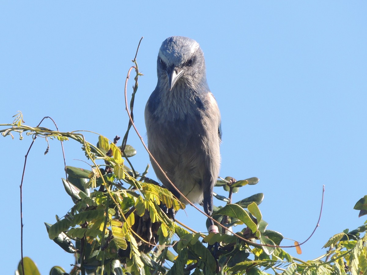 Geai à gorge blanche - ML647149935