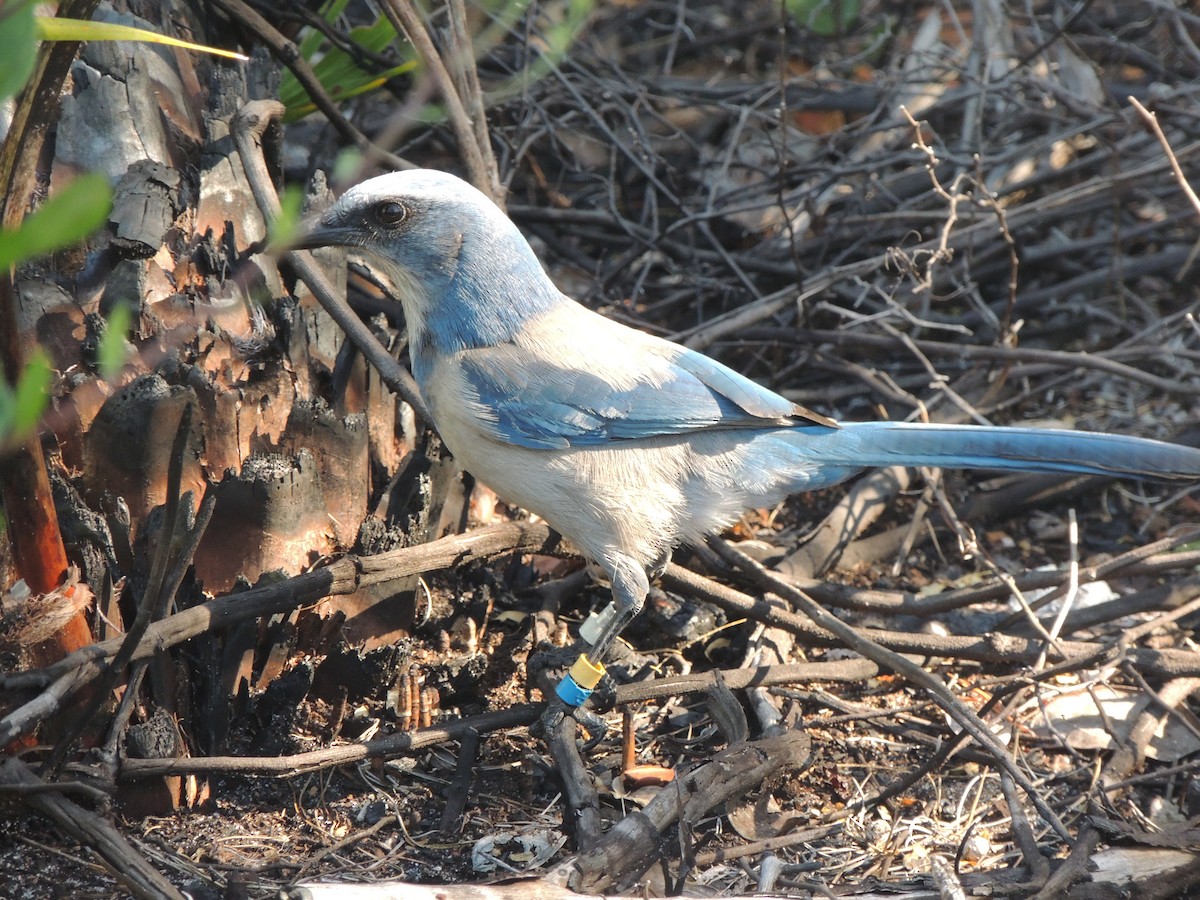 Geai à gorge blanche - ML647149942