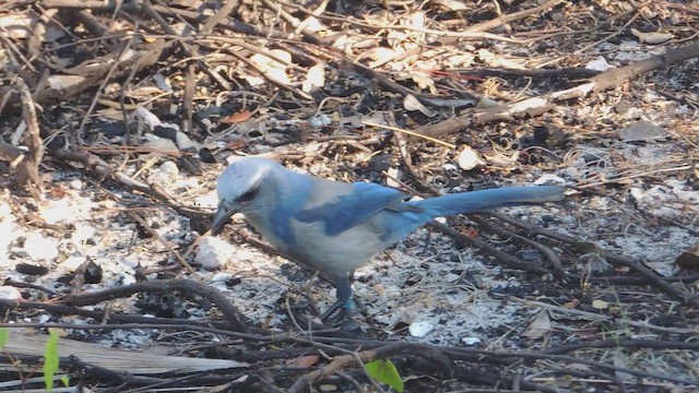 floridaskrike - ML647149943