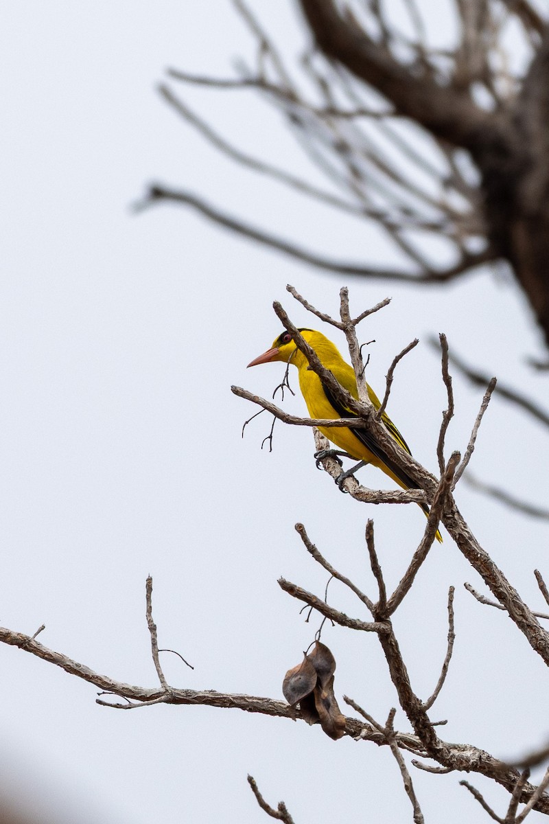 African Golden Oriole - ML647149947