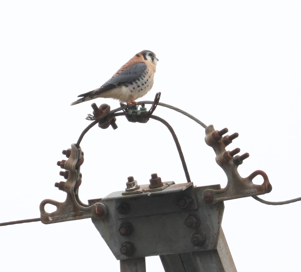 בז אמריקני - ML647149948