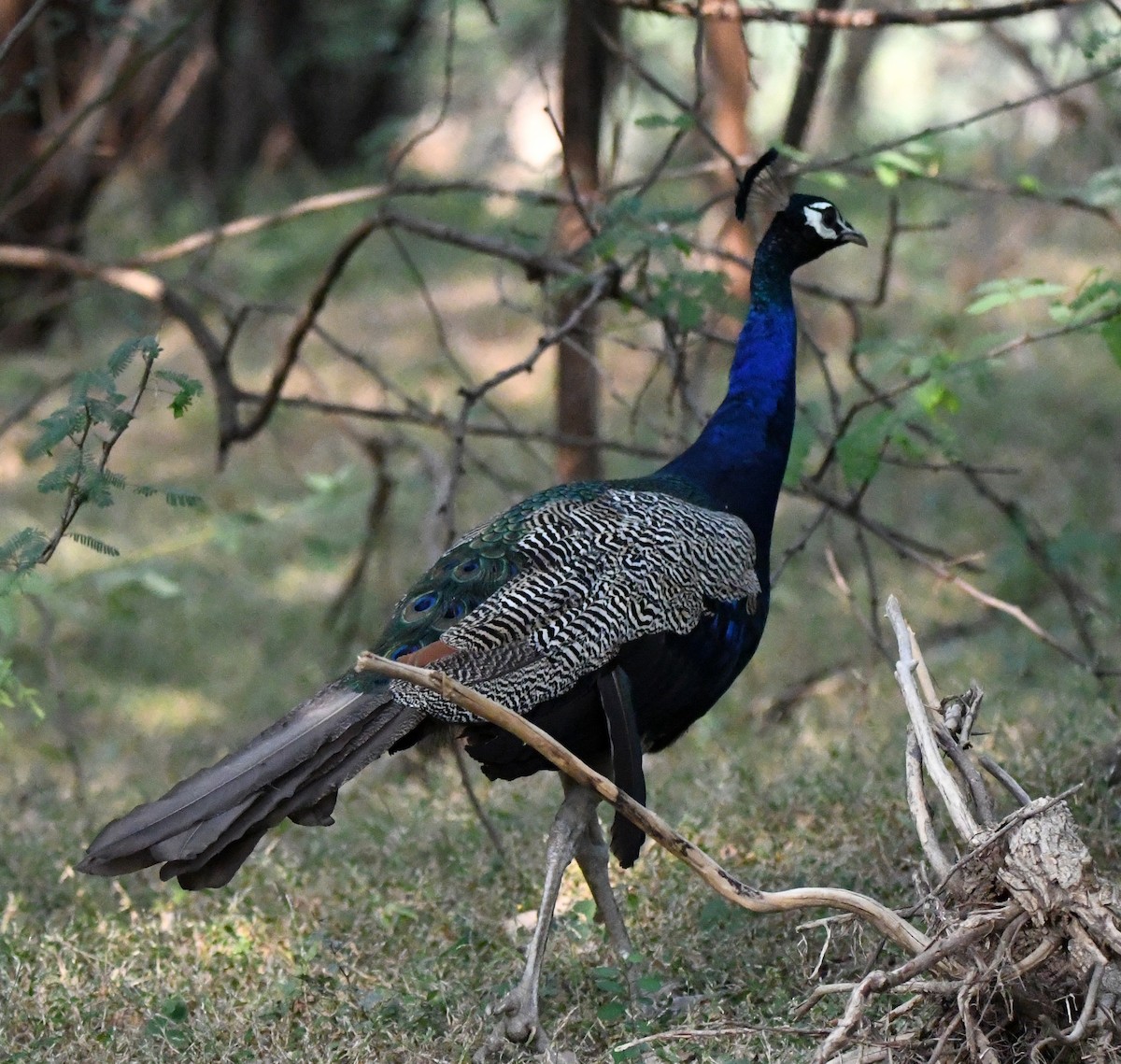 藍孔雀 - ML647149950