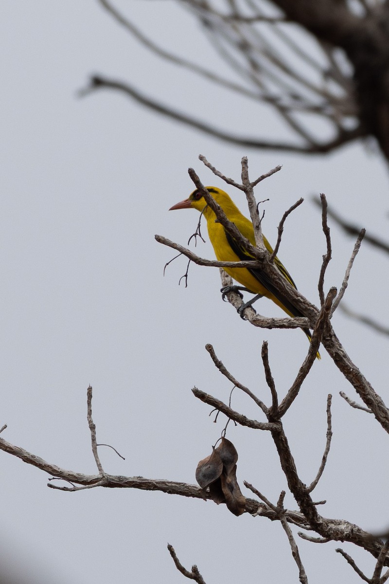 African Golden Oriole - ML647149951