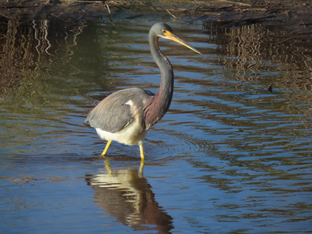 Tricolored Heron - ML647149955