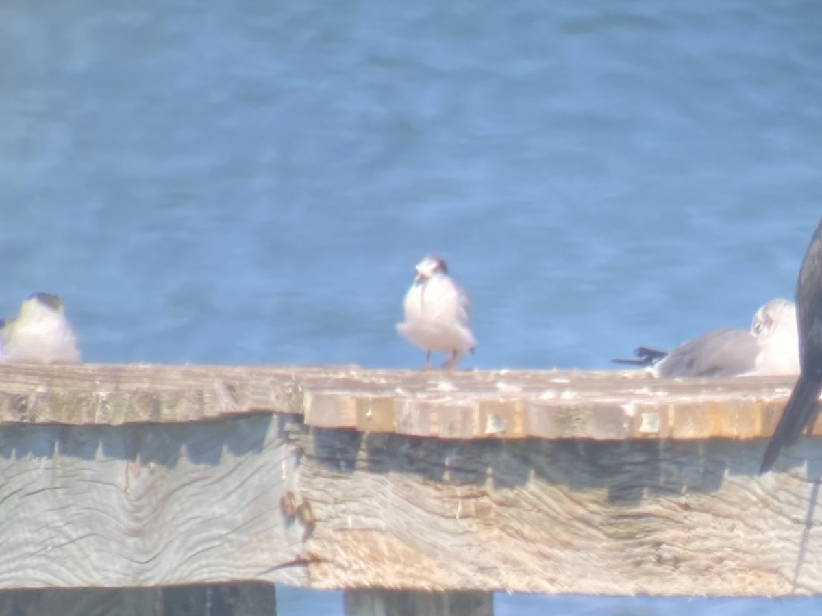 prærieterne - ML647149956