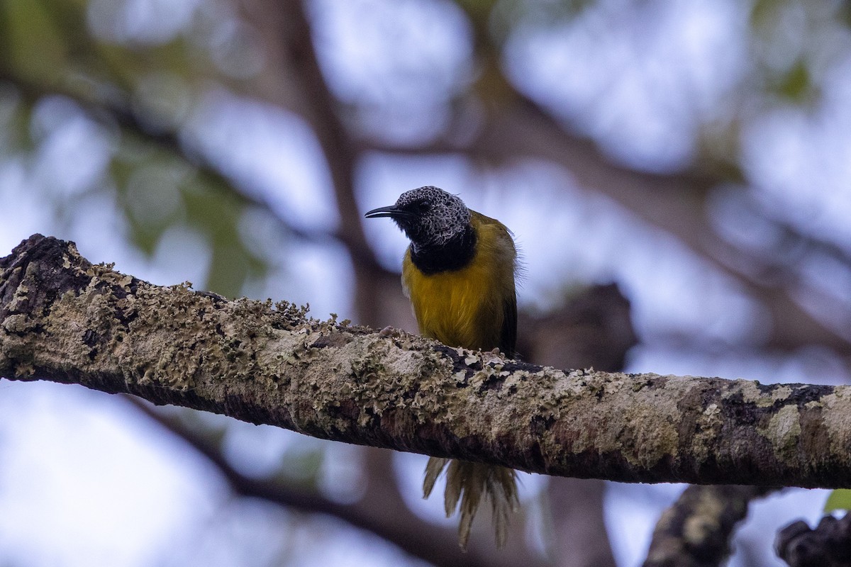 Oriole Warbler - ML647149960