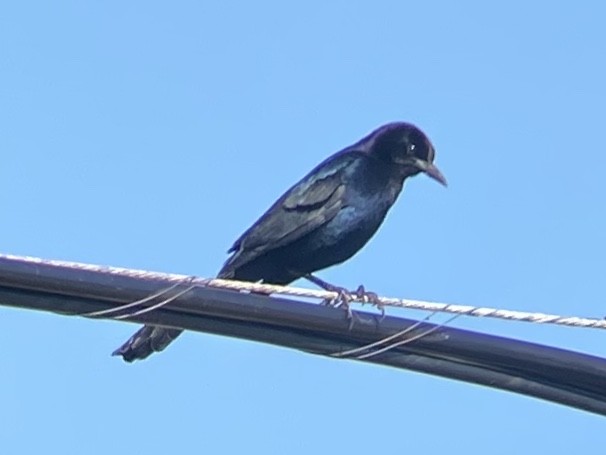 Лодкохвостый гракл - ML647149970