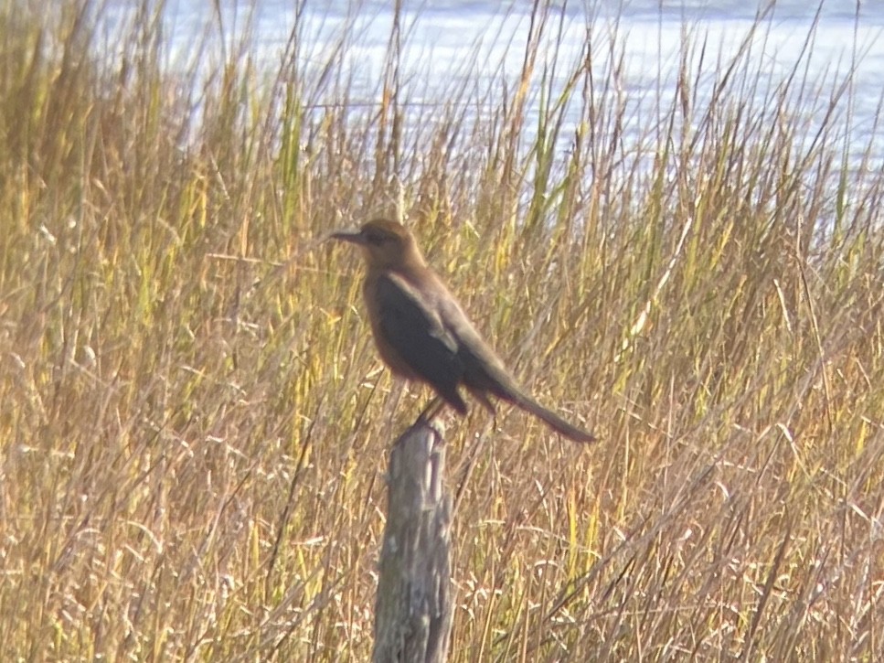 Лодкохвостый гракл - ML647149971